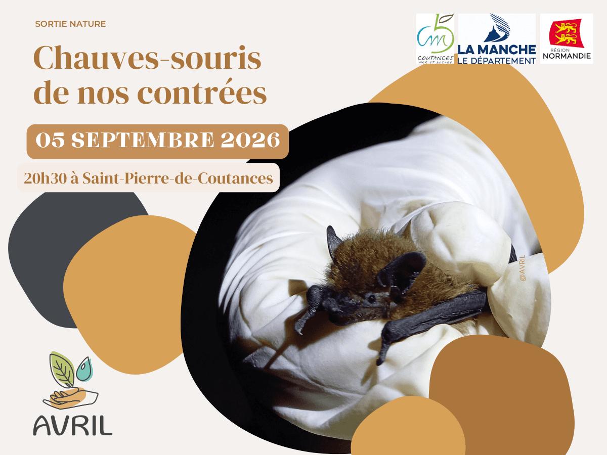 AVRIL_20260905_chauves-sourisdenoscontrees_stpierredecoutances