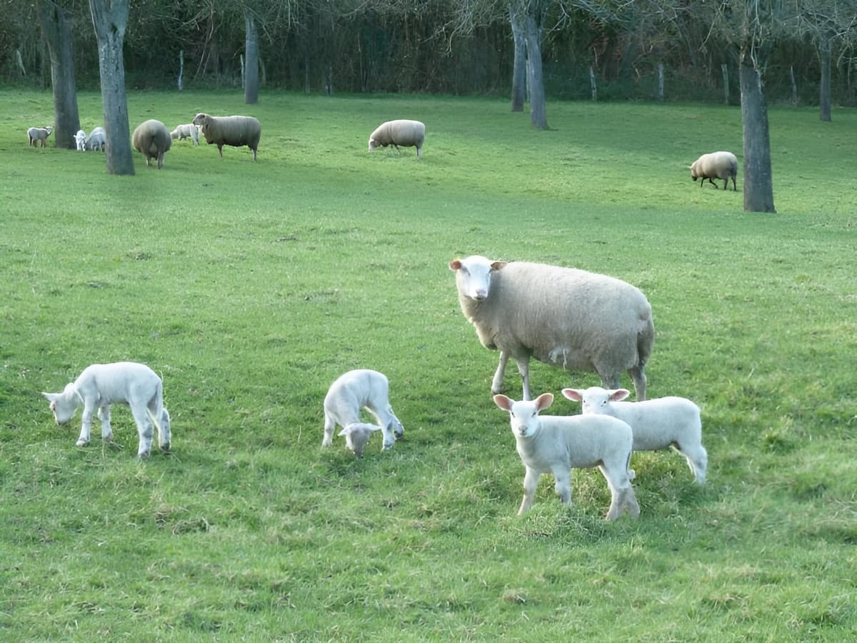 Ecogîte des Costils