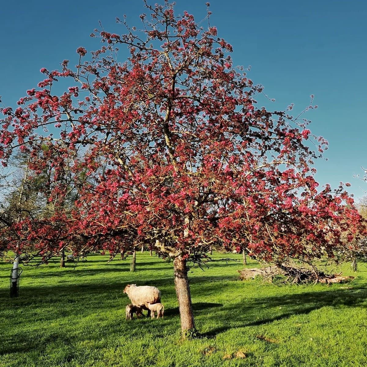 Domaine de Ouezy