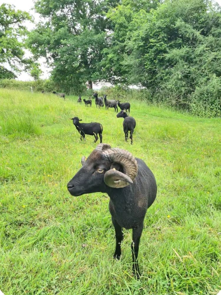 Les animaux de la ferme