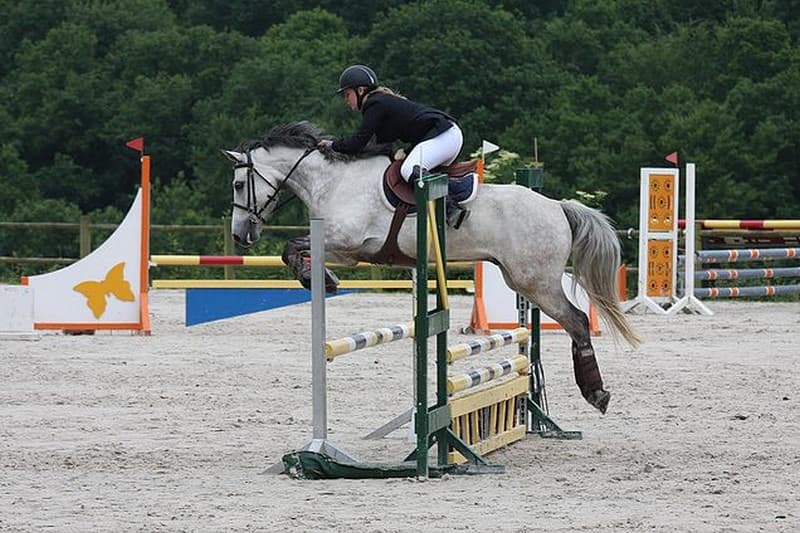 Centre-equestre-Agon-4