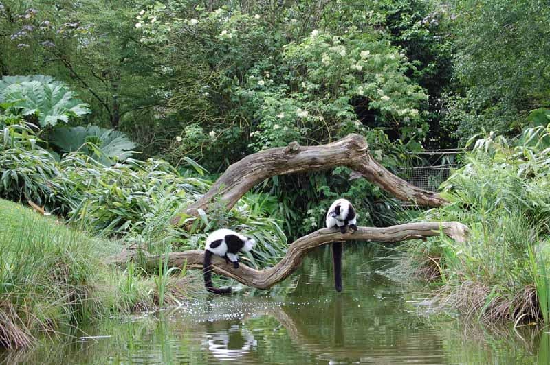 Champrépus_Parc zoologique et paysager_île des makis vari blanc et noir©Y.Lebreton
