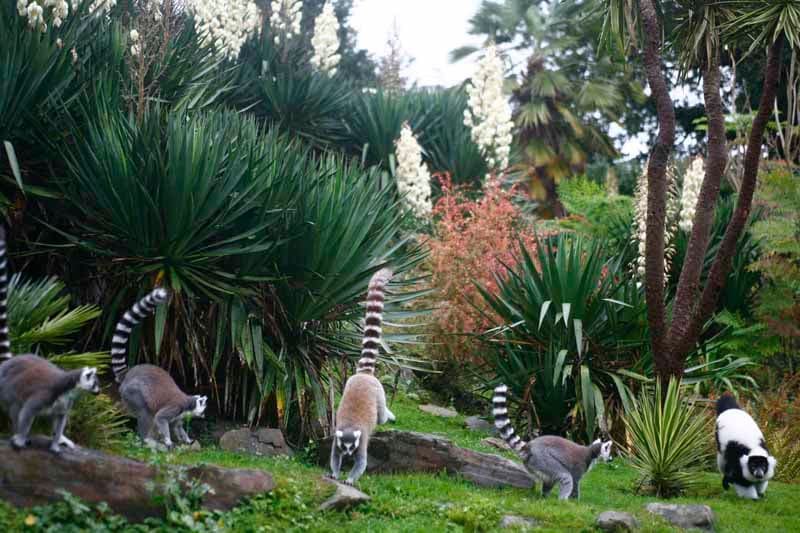 Champrépus_Parc zoologique et paysager_la réserve des lémuriens©Y.Lebreton