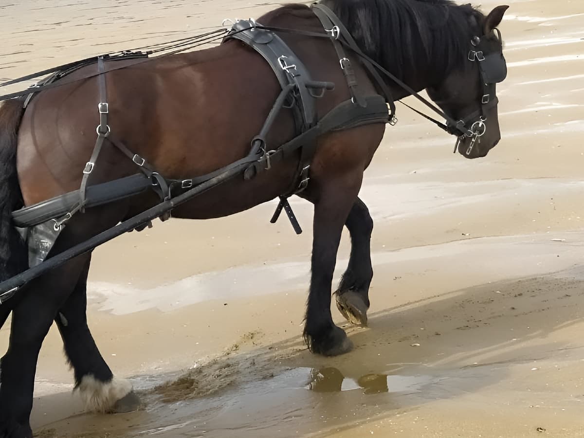 Charly, mon fifèle cheval de trait de race Cob Normand