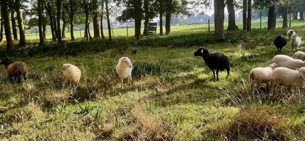 Dans le bois du château vous pourrez nourrir nos moutons et chèvres naines