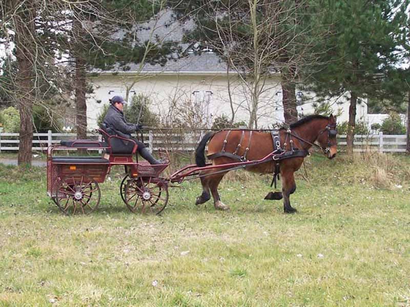 Hauteville-sur-Mer_Attelages d'Hauteville_4