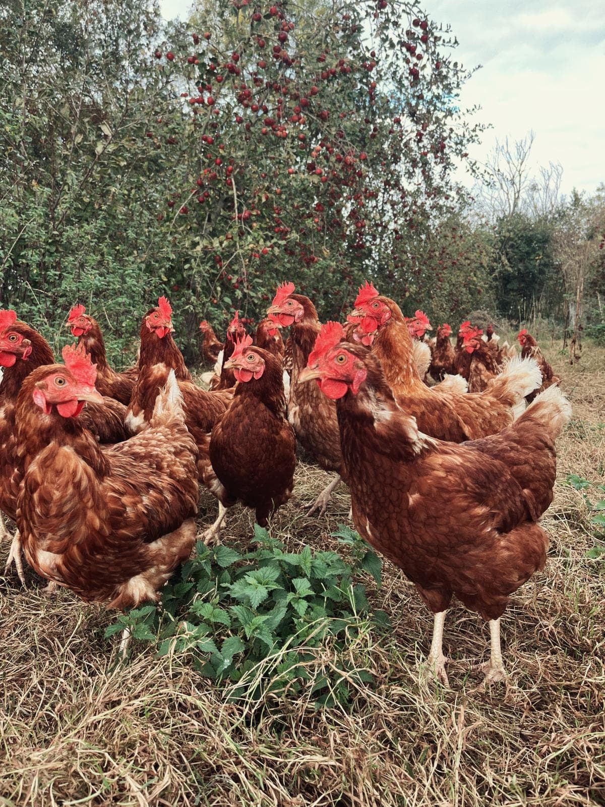 Atelier "Dans la tête d'une poule"