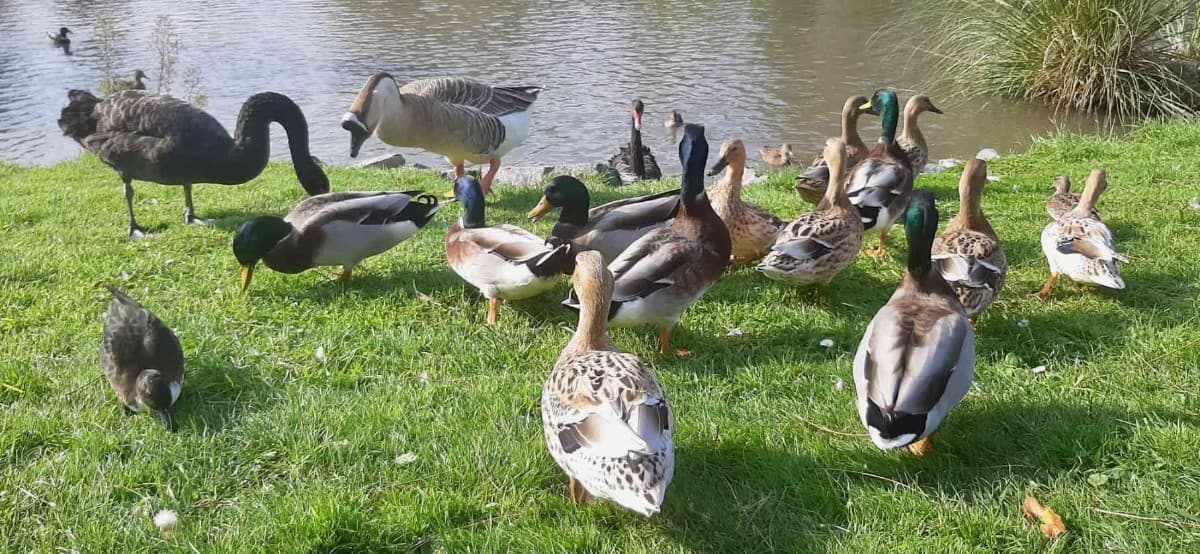 L'étang est peuplé de nombreux canards, oie, cygnes que vous pourrez nourrir