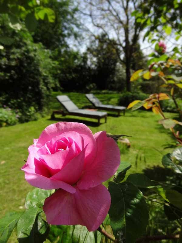 Le Val St Père_Meublé Le Cottage_rose