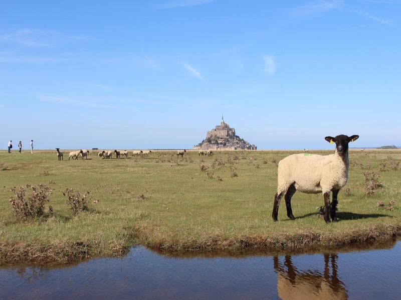 Le-MONT-ST-MICHEL-Jardin-d-anouck-mouton