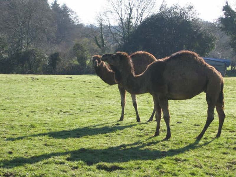 Parc animalier Saint-Martin_3