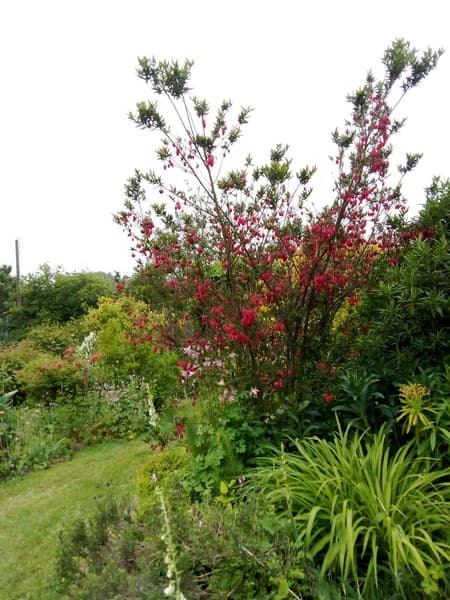Patrimoine culturel courcy jardin casrouge (5)