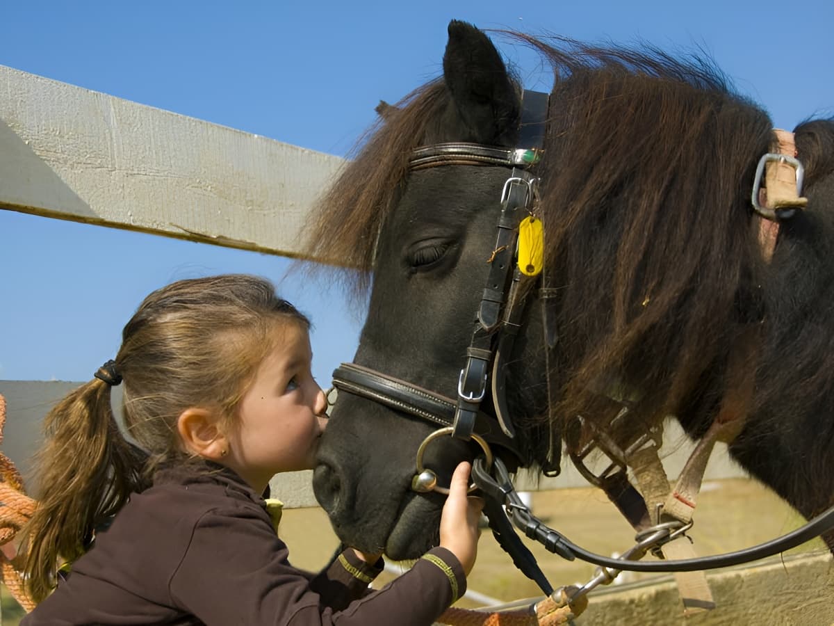 Pôle équestre - poney