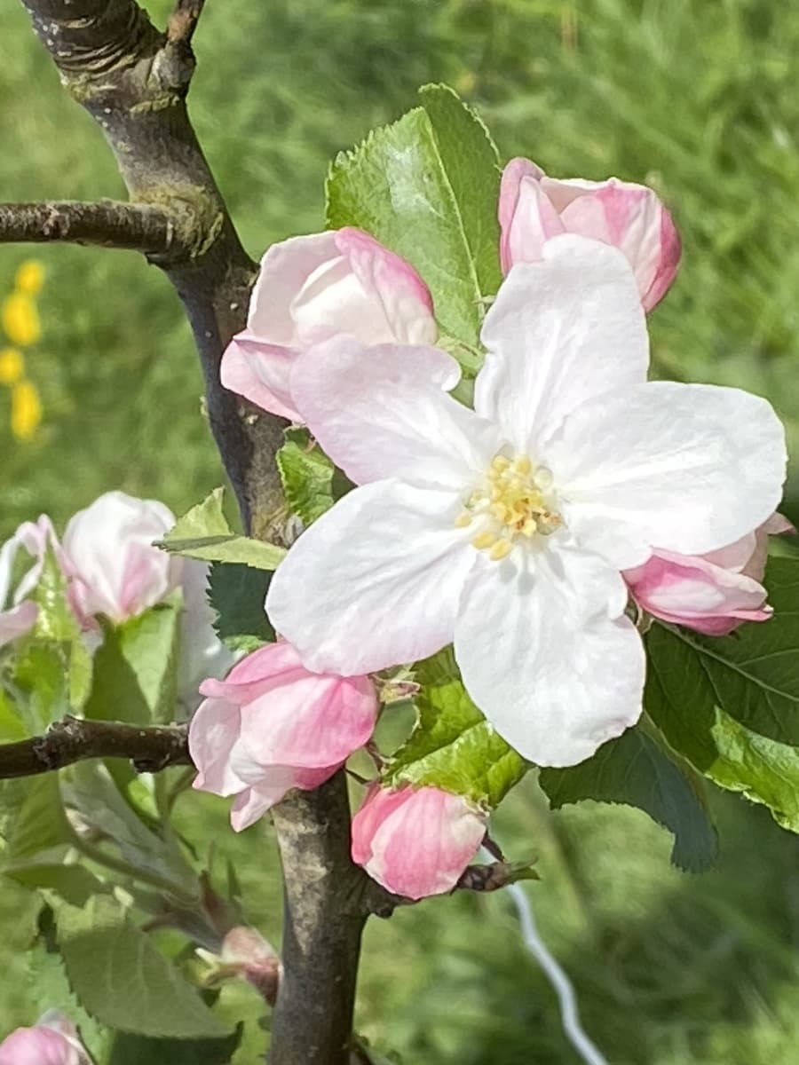 Pomage 5