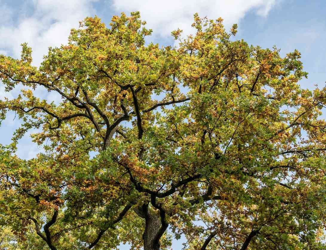 arbre