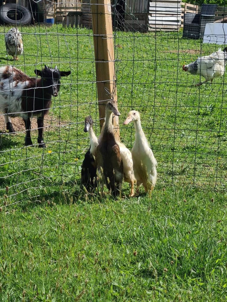 Les animaux de la ferme