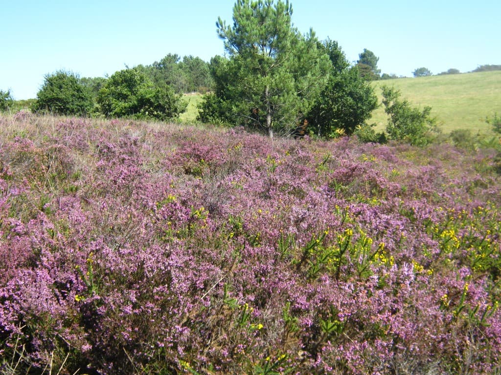 CPIE_bruyères des landes (Medium)