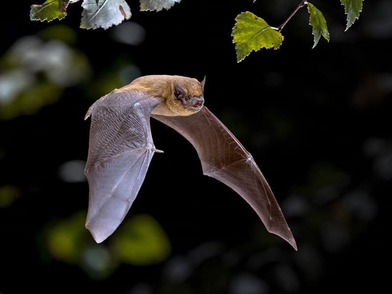 Hambye_Abbaye_Chauve souris 2