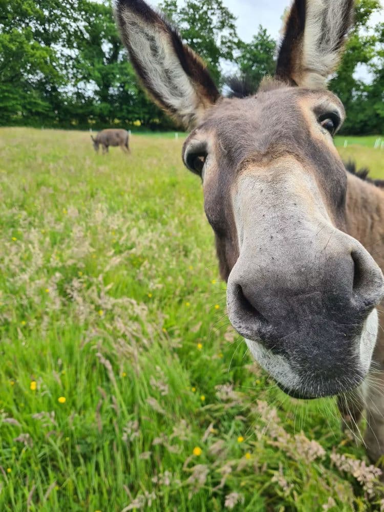 Les animaux de la ferme