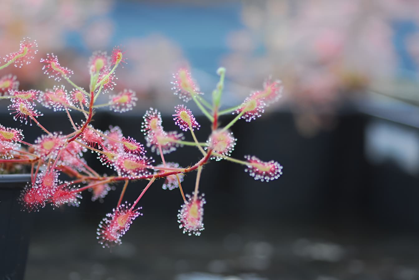 Plantes carnivores
