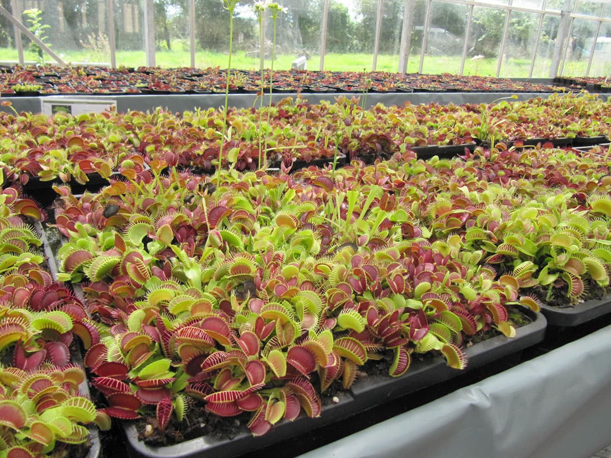 Production plantes carnivores Calvados