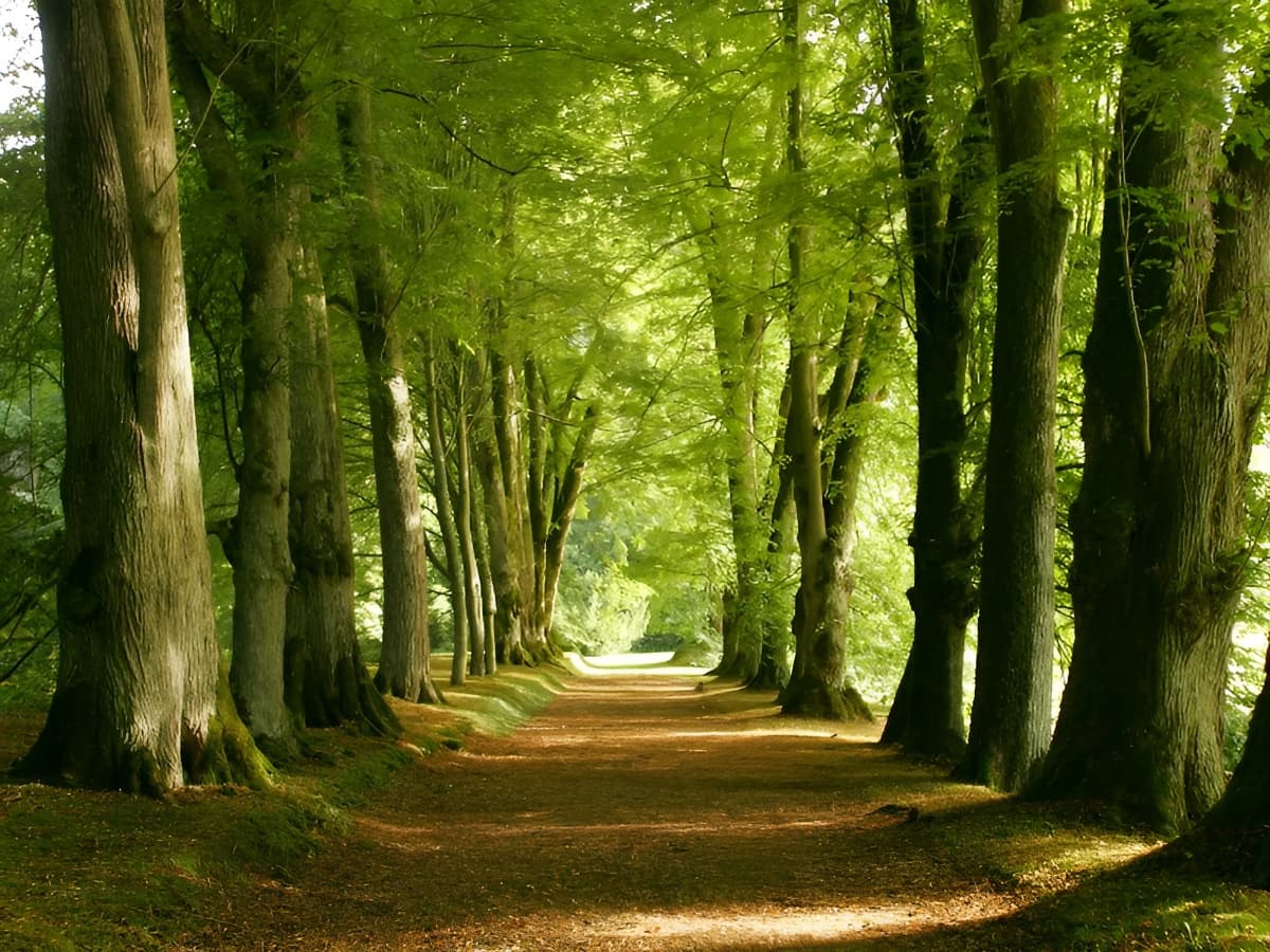 foret 800x600