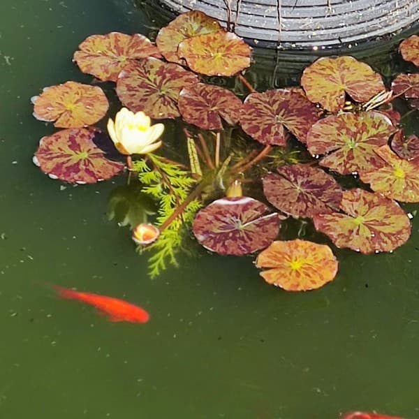 jardin de la chevallerie sourdeval les vois (1b (3)