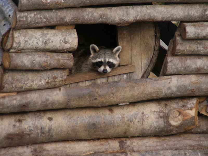 Parc animalier d'Ecouves - Le Bouillon