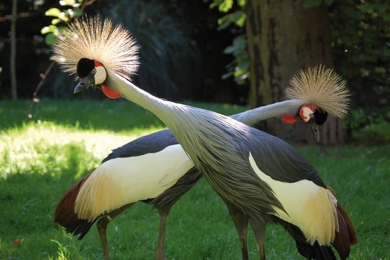 Parc animalier Saint-Martin_4
