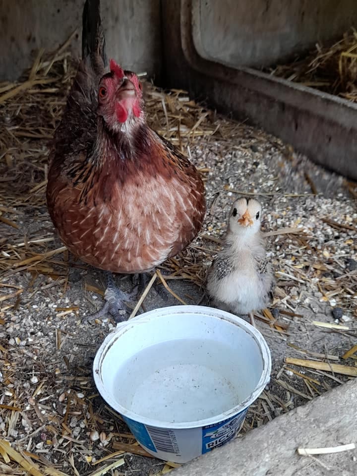 Poule