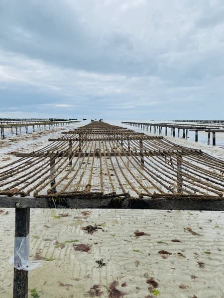 produits du terroir gouville sur mer macé ostreiculteur (1)