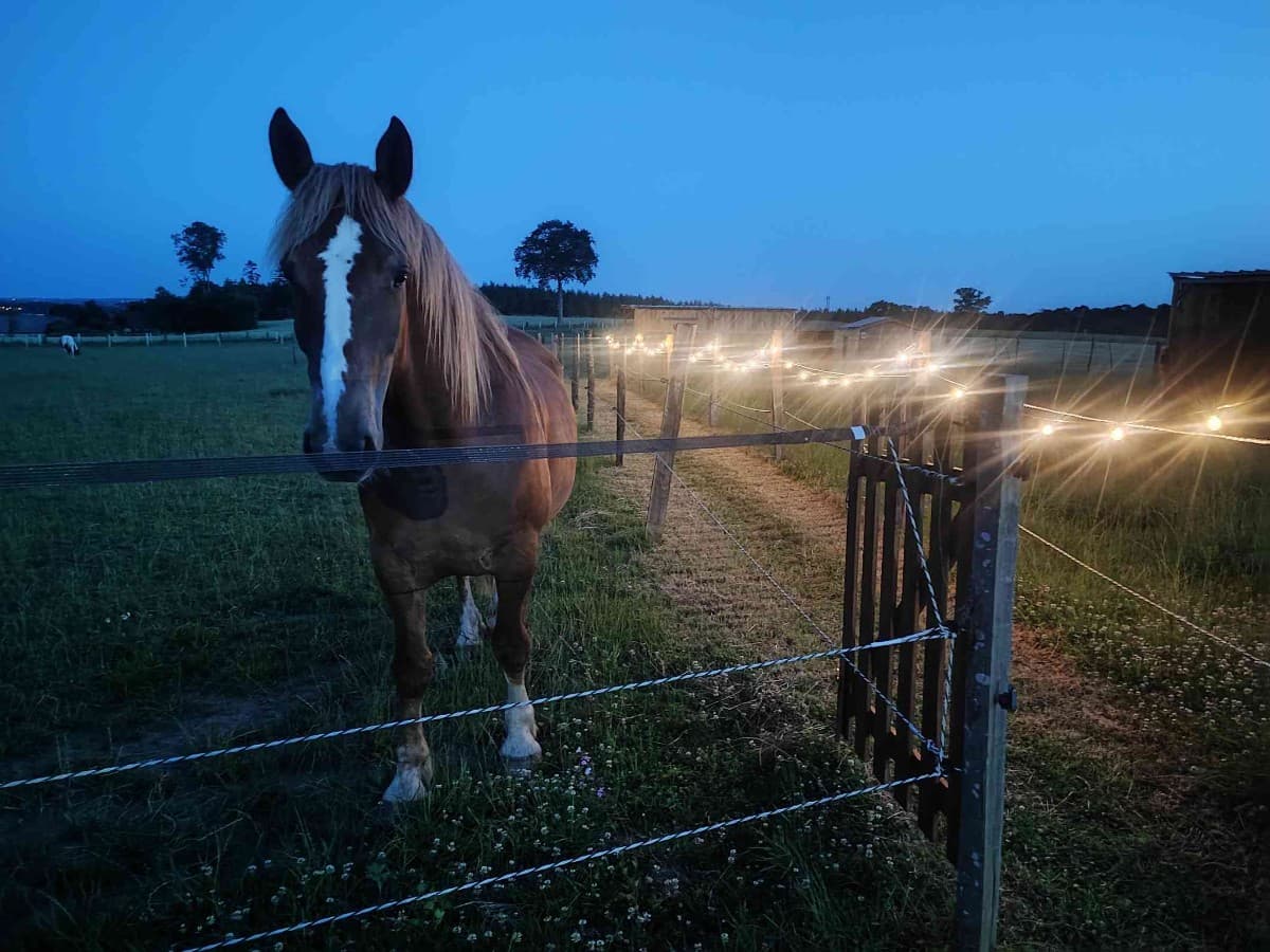 proximité des chevaux