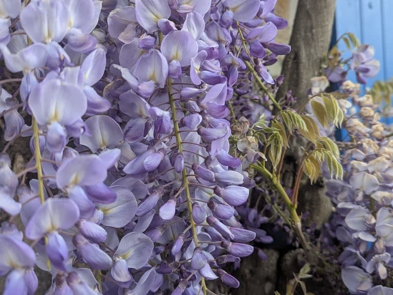 quettehou-la-glycine-19
