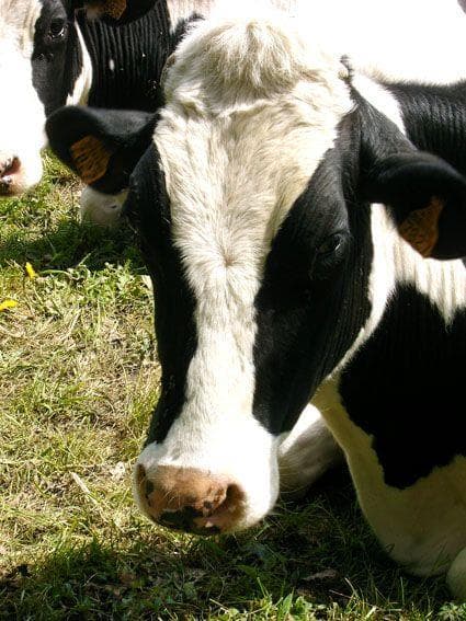 Les Fromageries de Blâmont