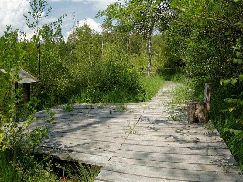 Tourbière de la Basse Saint-Jean