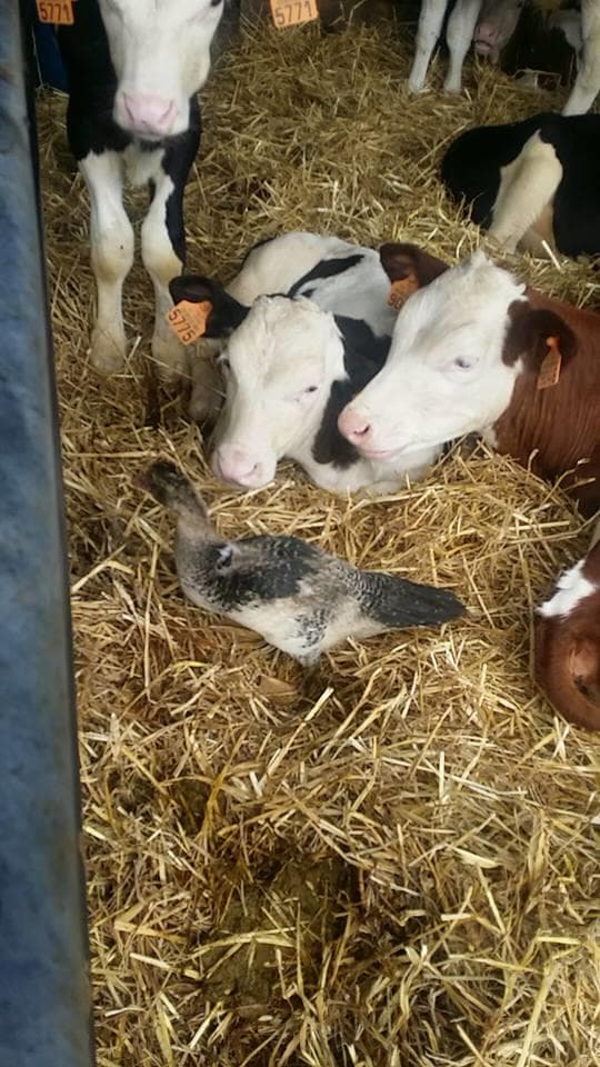 Ferme de la Scaam