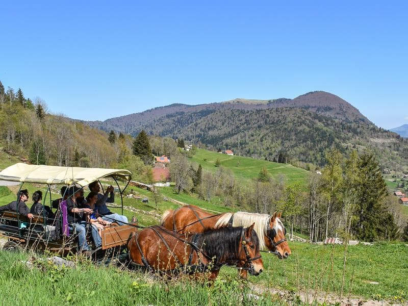 Balade en calèche