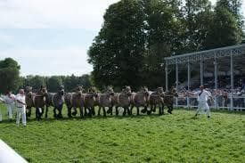 Concours national de chevaux ardennais