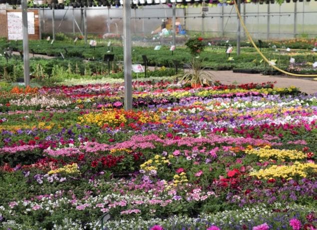 Duval horticulture