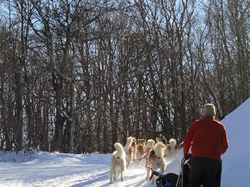 Chiens Traîneau Vosges
