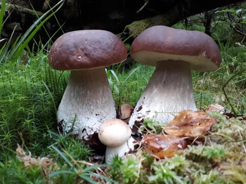 Gilles Gounant - sorties champignons ou ornithologie