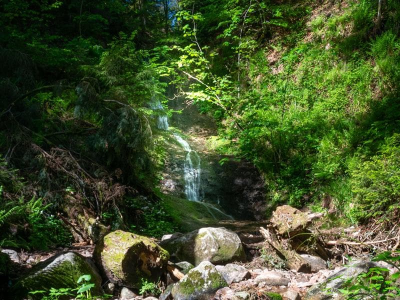 Le saut de la bourrique