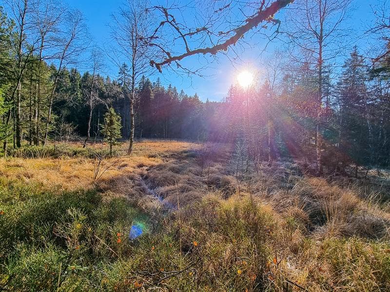 La tourbière du haut de Mérelle