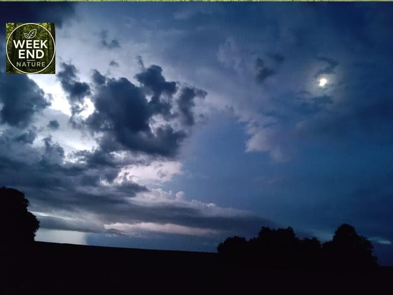 Balade nocturne en forêt