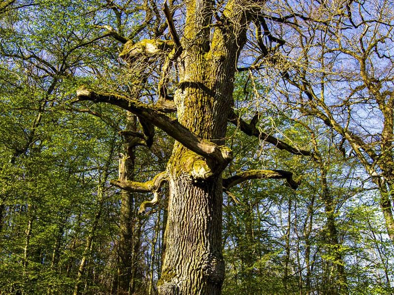 Arbre des sorcières