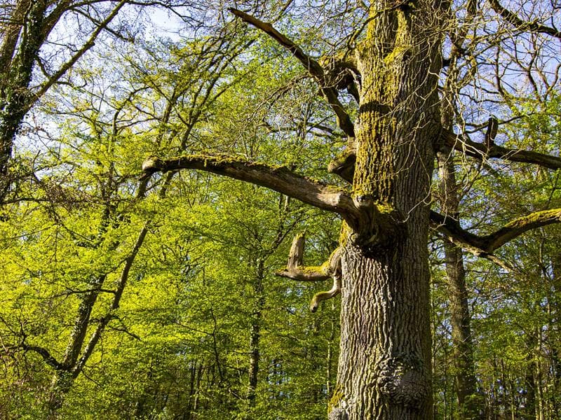 Arbre des sorcières