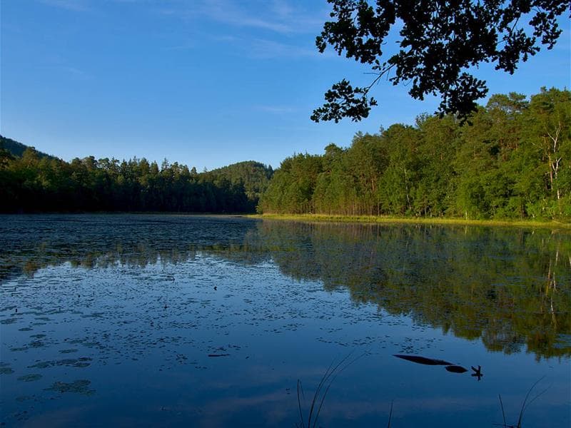 Réserve naturelle de l'étang de Lieschbach