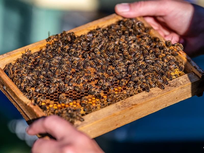 Famille Frumholtz apiculture