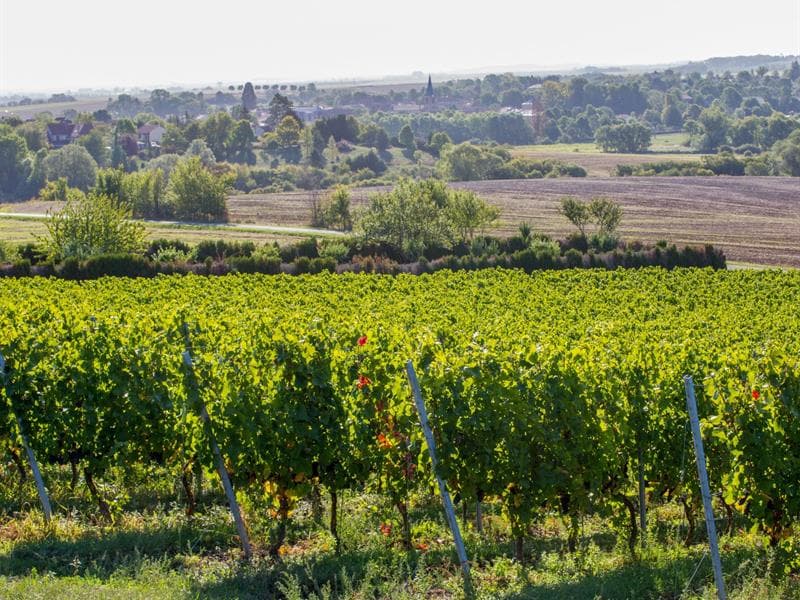 Domaine Vicus