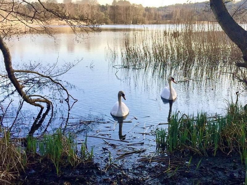 Aire de pique-nique du marais de la Heide